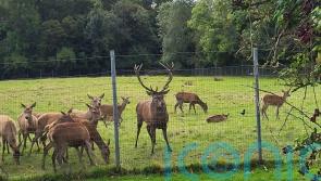 Anger over &lsquo;callous killing&rsquo; of stag which was found beheaded