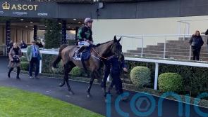 Murphy proud as Strong Leader goes down fighting