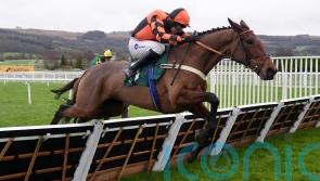 Diva Luna has spring options after Cheltenham no-show