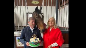 Birthday bash for legendary Limerick horse