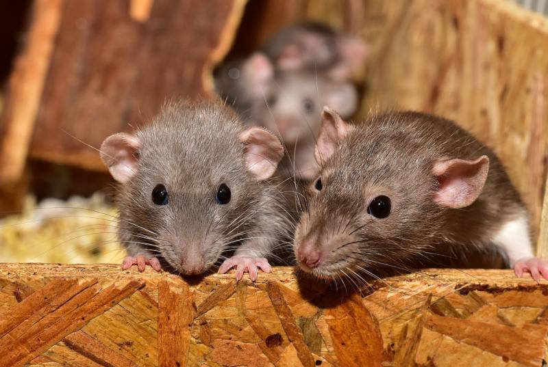 ALERT: Rats in Ireland 'reproducing rapidly' amid Christmas invasion warning