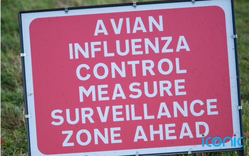 Irish and NI poultry keepers warned they 'must act now' to limit spread of avian flu
