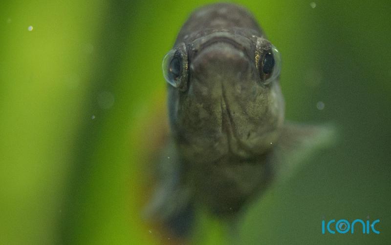 Tequila fish brought back from extinction 