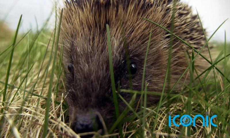 Study finds hedgehogs carry a type of MRSA which causes 1 in 200 human infections