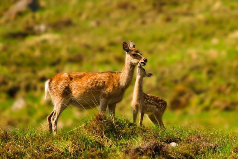 Majority of respondents to deer consultation support expansion of Irish venison industry 