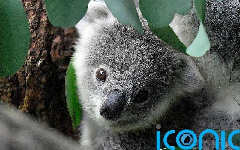 Eastern Australia declare Koala's as an endangered species 
