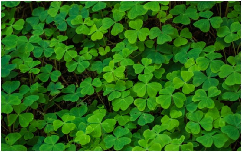 Was St Patrick the first environmentalist?