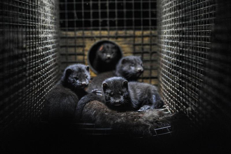 No more mink farms in Ireland as historic ban passes final stage