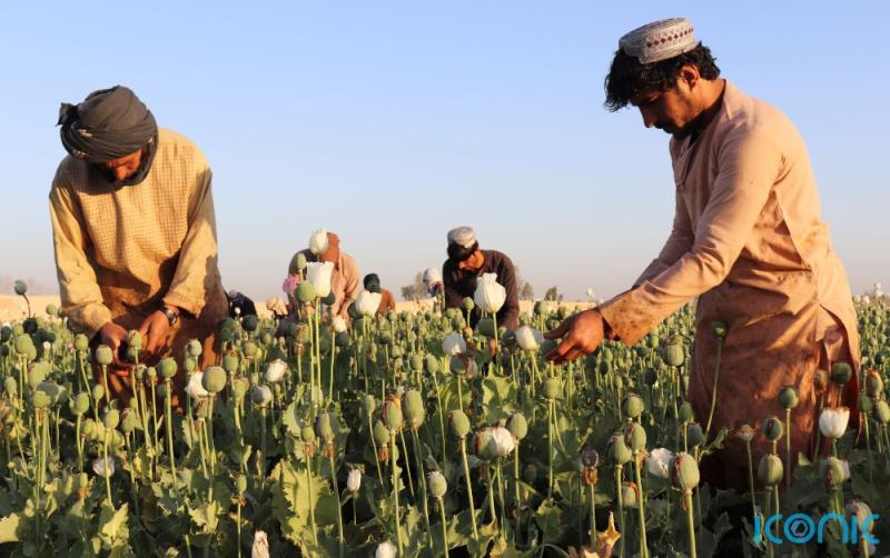 Poppy production in Afghanistan banned by Taliban 