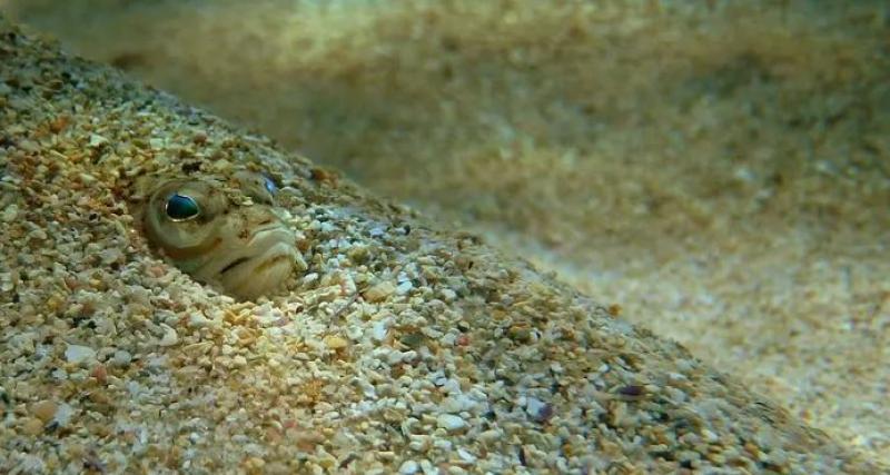 Swimmers warned over rise of 'excruciatingly painful and extremely venomous' fish stings