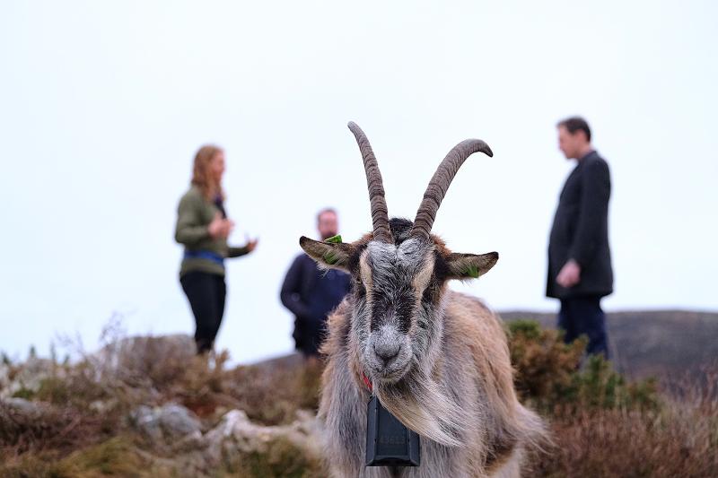 Irish goat breed named as native and rare after extensive DNA profiling