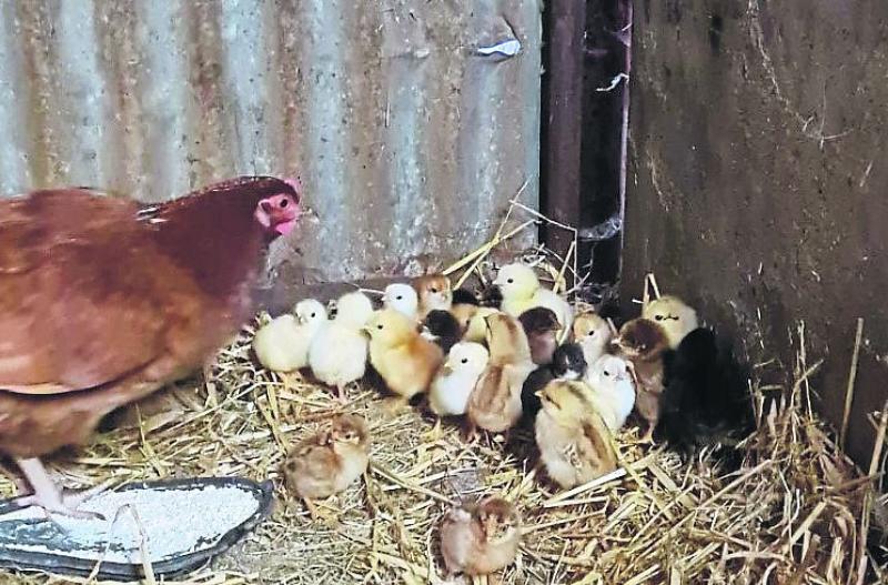 Eggstraordinary! Irish hen hatches phenomenal amount of chicks in one brood