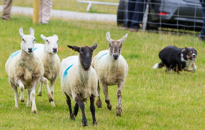McConalogue extends application deadline for new sheep farmers scheme