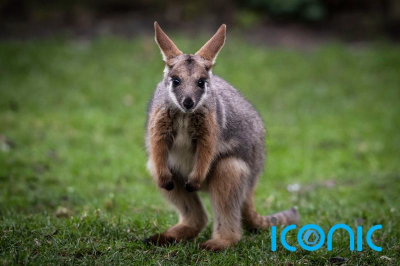Escaped wallaby found after three days on the run