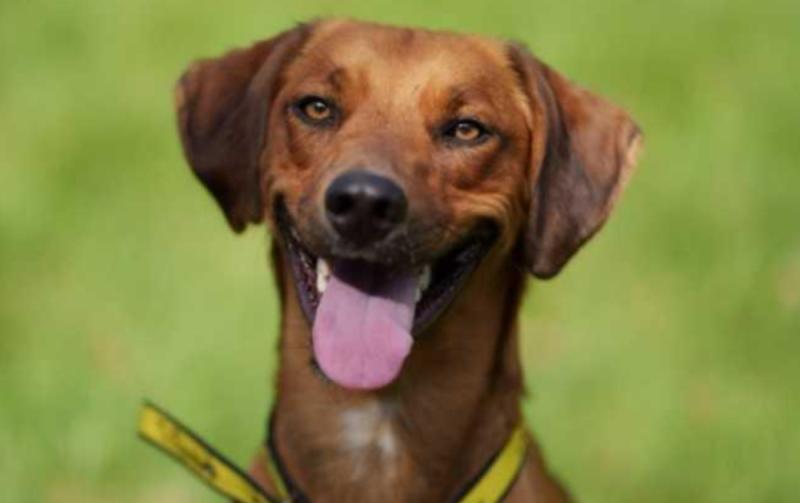 Rescue dog raises the alarm and saves family from fire in home