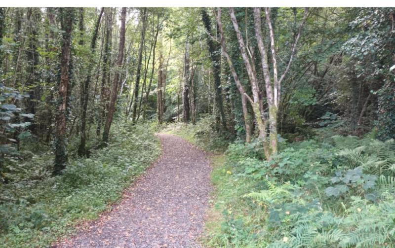 Jump in new forestry licences as 3,600 are issued so far this year