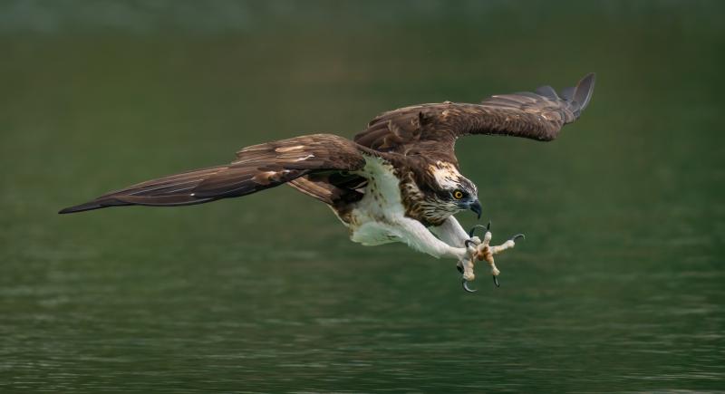 Bird of prey which became extinct in Ireland to be reintroduced this summer 