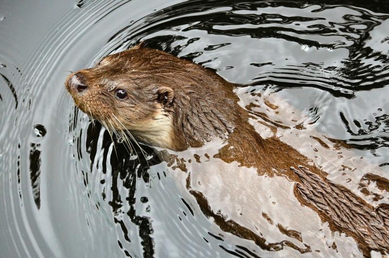 'Keep your eyes peeled' - Irish wildlife group calls on public to report otter sightings