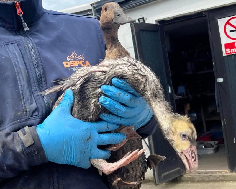 Animal rescue removes dozens of geese and ducks from suburban back garden