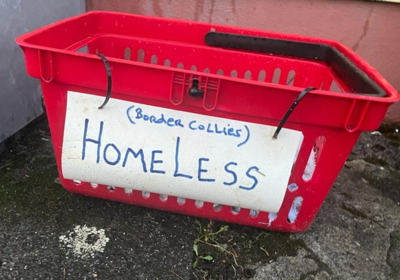 Irish dog charity issues plea to stop breeding collies to help end dumping crisis