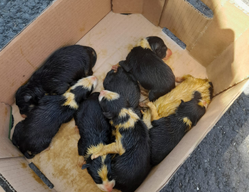 ISPCA seeks homes for newborn puppies found abandoned in cement bag