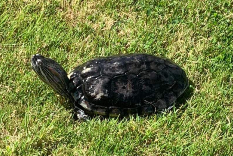 Ukrainian family living in remote Irish village 'desperate' to find lost turtle