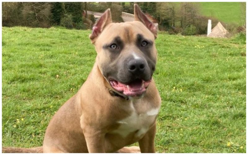 Law to ban 'cruel practice' of cropping dogs ears 