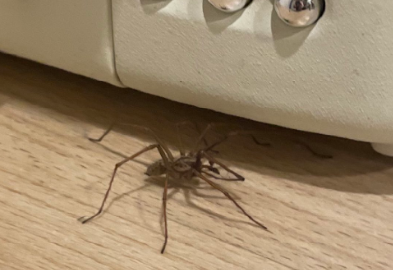 People shudder was RTE star finds huge spider under toaster - warning to others