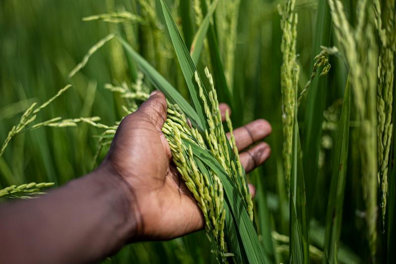 Fifteen Irish companies will join McConalogue on agri trade mission to West Africa