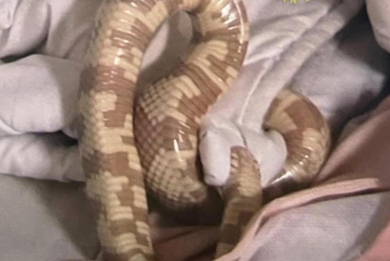 'Shake out your sheets' - Woman finds snake in bed and brings it to Garda station