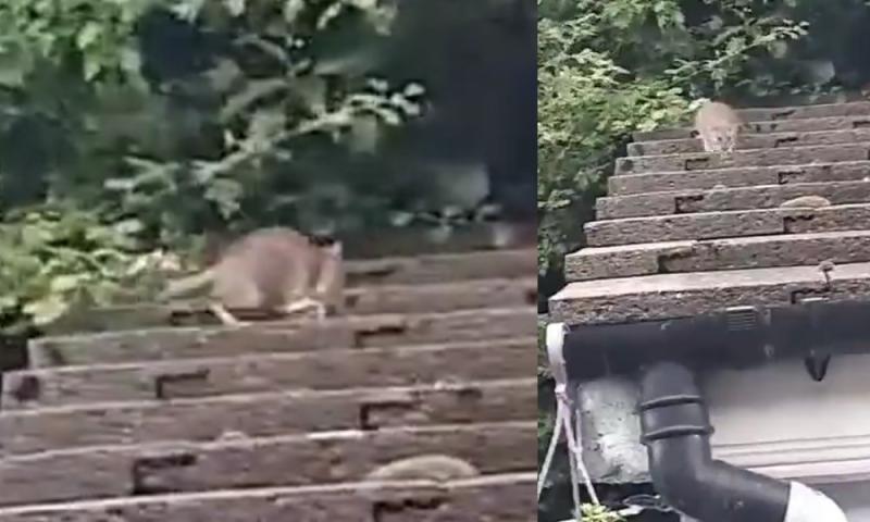 WATCH: Irish woman describes nightmare of living with cat-sized 'rats on steroids'