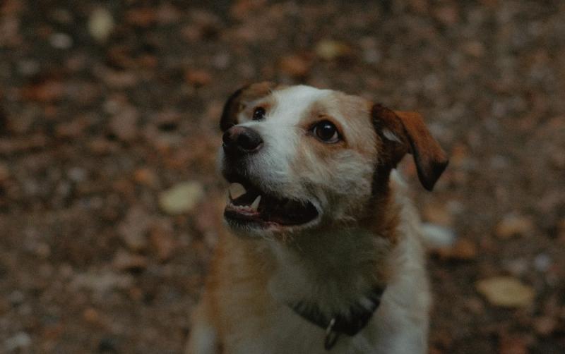 'Consider the fear and distress on animals' - Fireworks Awareness Campaign launched