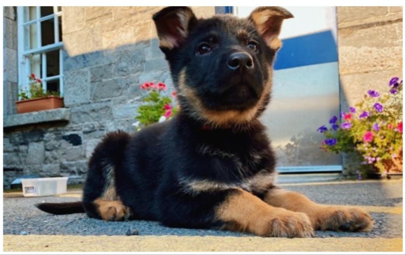 Garda Dog Unit welcomes three adorable four-legged recruits