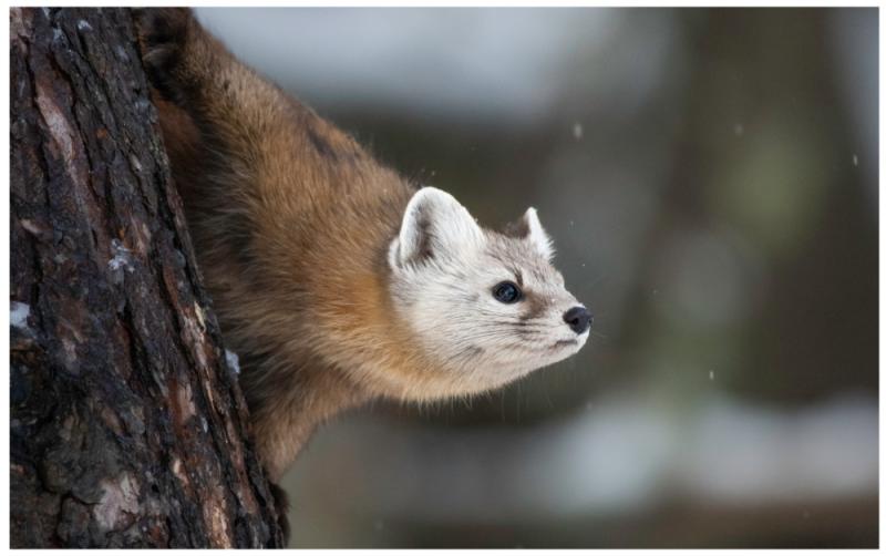 Dublin Zoo launches new survival centre to conserve Irish wildlife 