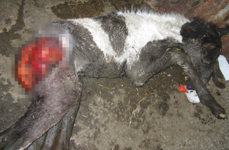 Father of 7 with  35 prior convictions jailed for animal neglect after death of baby foal