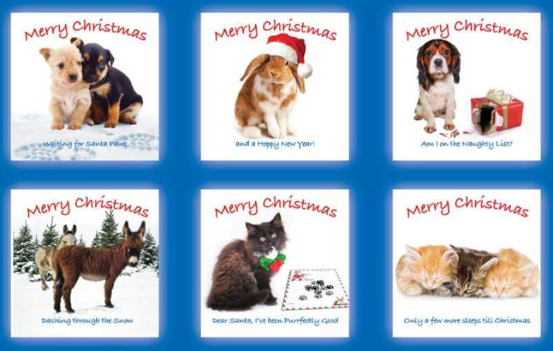 Irish animal charity releases Christmas cards featuring rescued animals