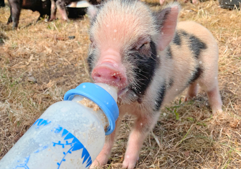 'We are seriously struggling' - My Lovely Horse Rescue seeks donations for running costs