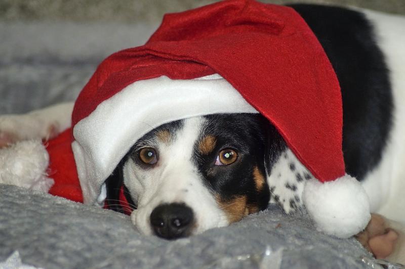 Irish dog lovers launch Christmas fundraiser to help 'drowning' animal charities
