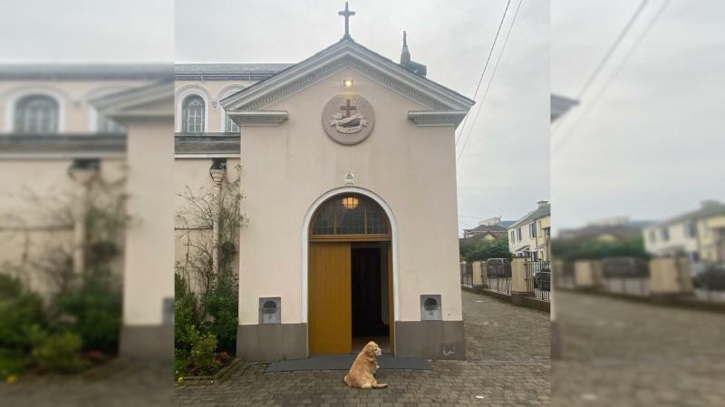 Picture of loyal dog waiting for his owner to finish Mass in Kilkenny is melting hearts