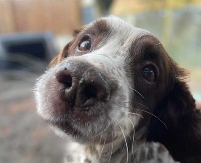 'A lot of life left in this boy' - Animal rescue seeks home for dog found freezing in river