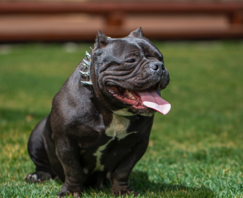 XL Bullies to be banned in Ireland following spike in 'savage' attacks