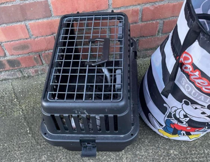 'Please just let us know it&rsquo;s safe' - Rescue appeals for information on cat taken from path