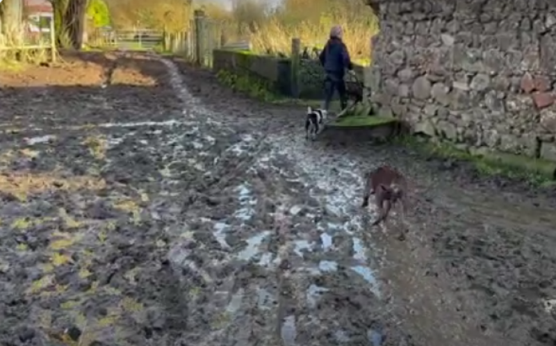 Sinking vegan sanctuary seeks donations to help pay for emergency relocation