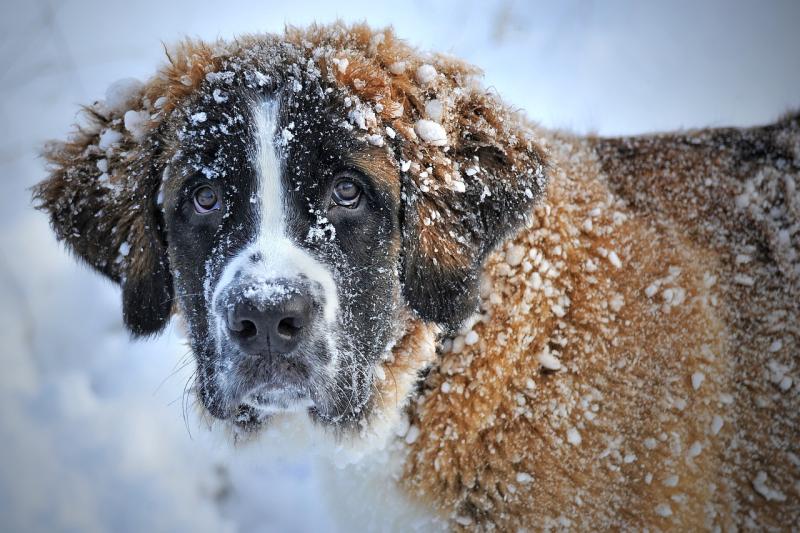 'Please keep an eye out' - Animal rescue urges people to shelter pets and strays during cold spell