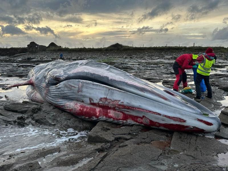 20-metre whale washes up on Irish beach