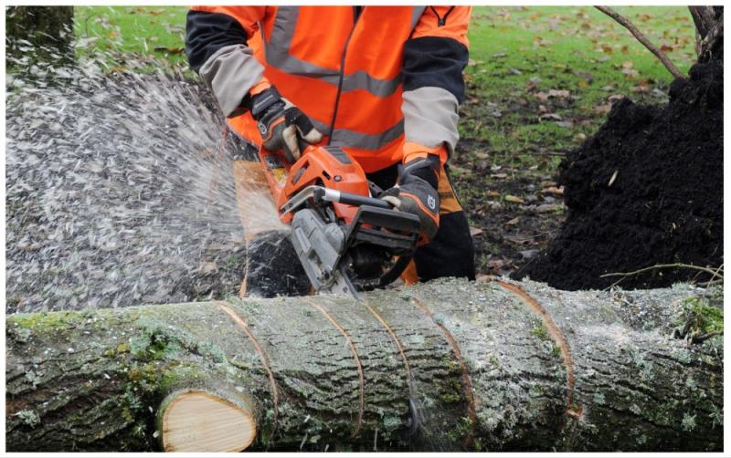  ALERT: Warning issued over chainsaws with trees down during Storm Jocelyn