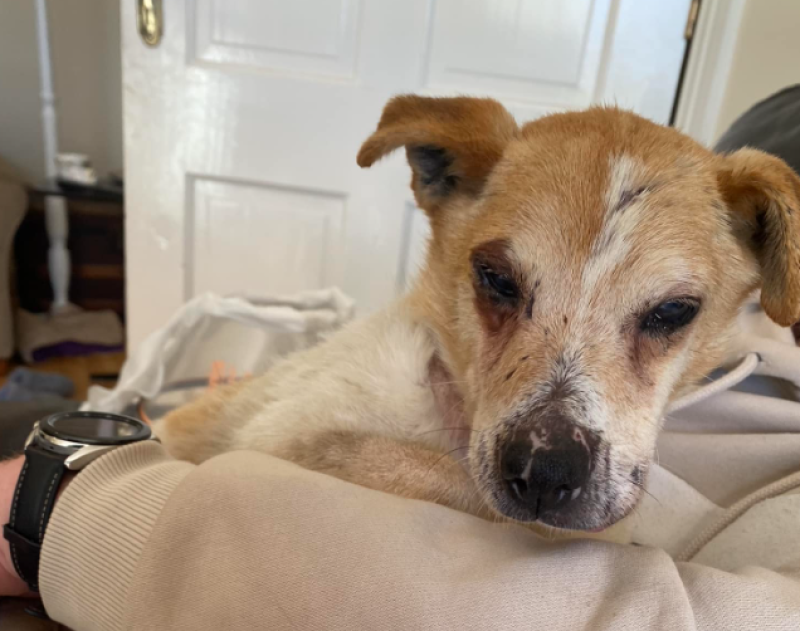 &nbsp;APPEAL: Deaf and blind elderly dog found in 'terrible' condition needs end-of-life home