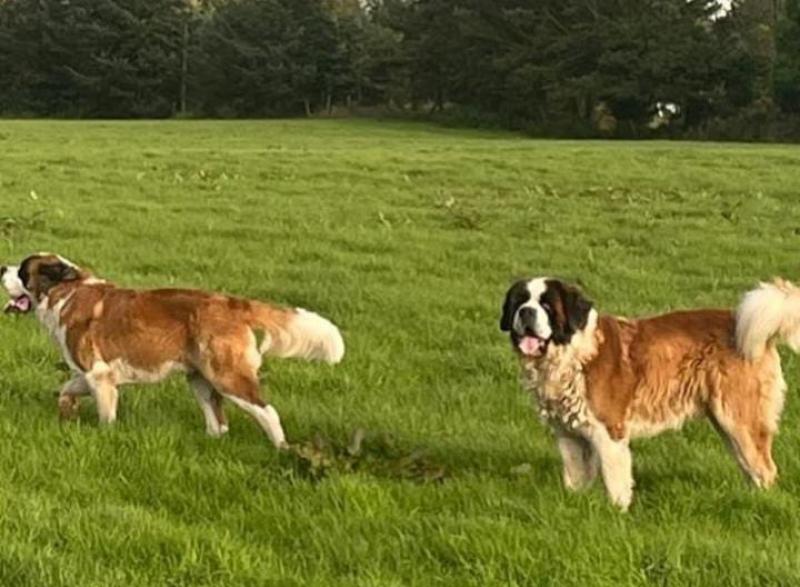 Kilkenny hurling great issues appeal to find missing dogs
