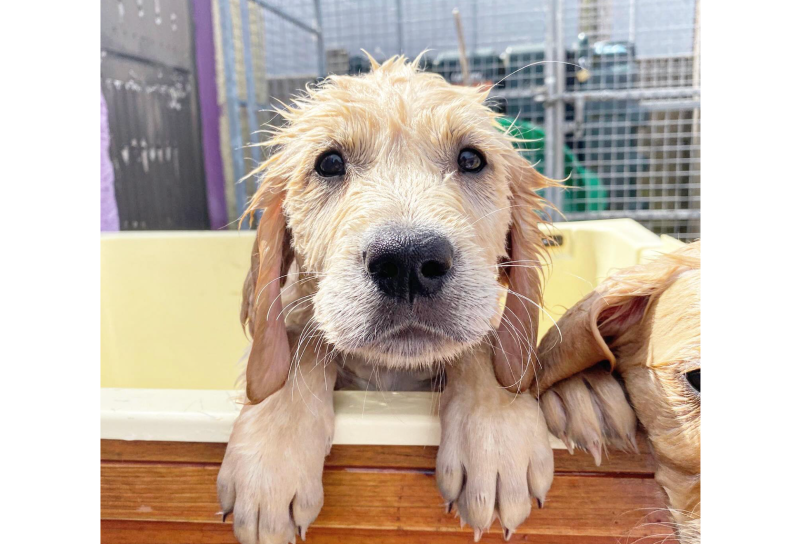 Irish Dogs for the Disabled issue appeal for puppy raisers