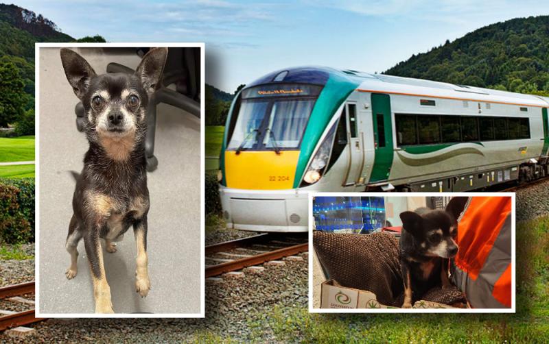 Irish Rail looking to reunite owner with little dog who boarded train to Dublin last Friday